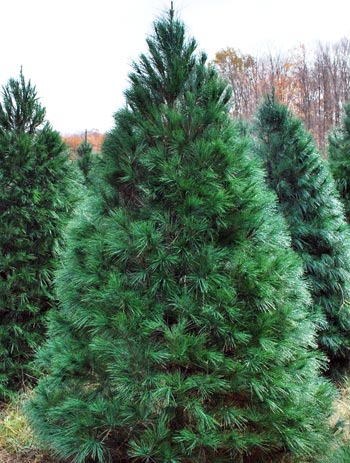 Christmas Tree-White Pine